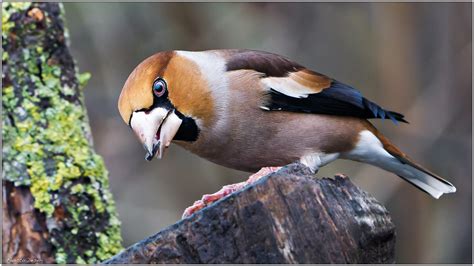 Frosone Hawfinch Coccothraustes Coccothraustes Fausto Deseri Flickr