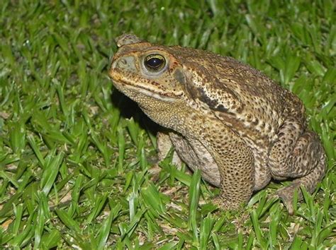 Sapo Cururú Rhinella Schneideri Ecoregistros