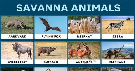 Savanna Animals List Of Wonderful Animals That Live In The Savanna • 7esl