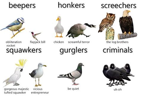 Why Not Visit Meme Introduces The Different Animals Of Earths Biomes