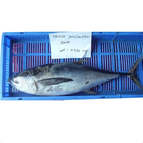 Yellow Fin Tuna Fish At Best Price In Veraval Rameshwar Cold Storage
