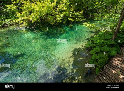 Azure Coloured Pond With Crystal Clear Water Deep In The Dense Forest