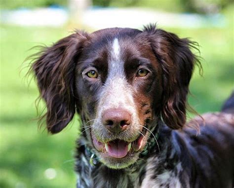 Dogs Pointer Dogs Everything You Need To Know About The