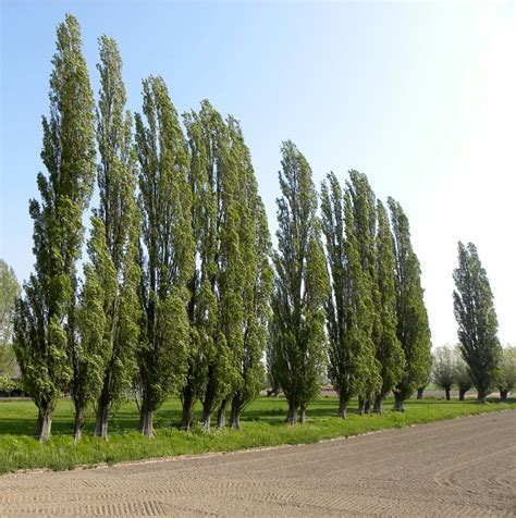 populus nigra italica erica garden