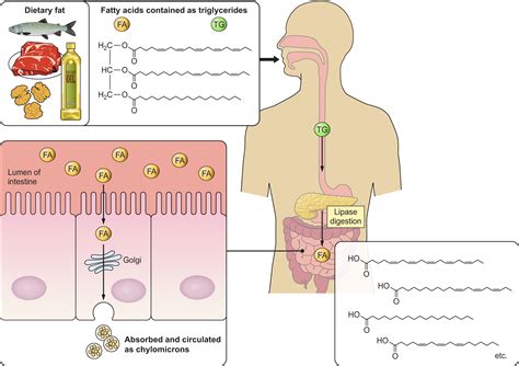 Free Fatty Acid Receptors In Health And Disease Physiological Reviews