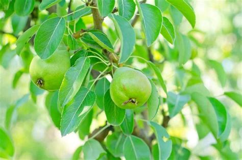 Best Zone 5 Fruit Trees Standard And Dwarf Sizes Exotic