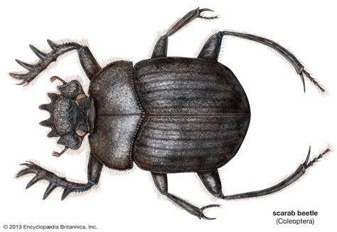 scarab beetle | Definition & Facts | Britannica