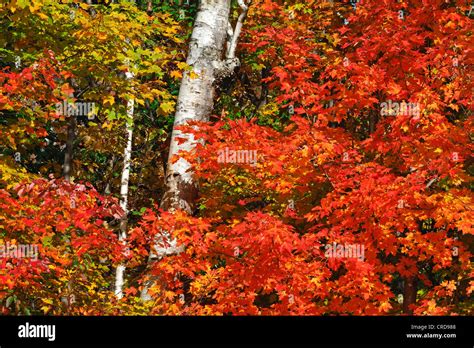 Maple Acer Spec Autumn Forest With Birch Trunk Usa New Hampshire