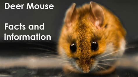 Deer Mouse Facts Live Captured North American Deer Mouse Peromyscus