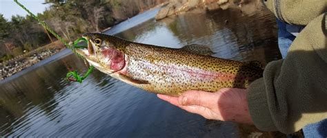 New England Is Trout Country Outdoors Unlimited Media And Magazine