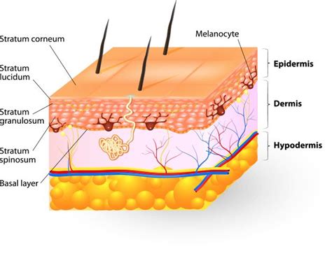 Understanding Your Skin Skin Structure Skin Anatomy