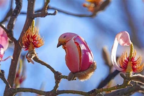 Unique Flowers With Look Like Birds In 2022 Tree Seeds Magnolia Trees Unique Flowers