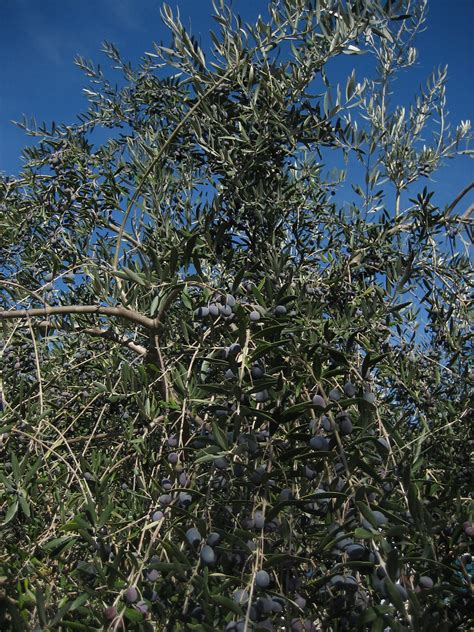 Olive Tree Tmolini Flickr