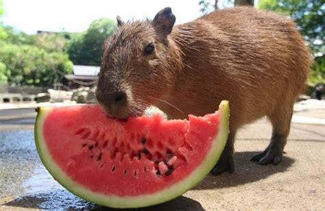 What Do Capybaras Eat Top 20 Fruits Eaten By Capybaras