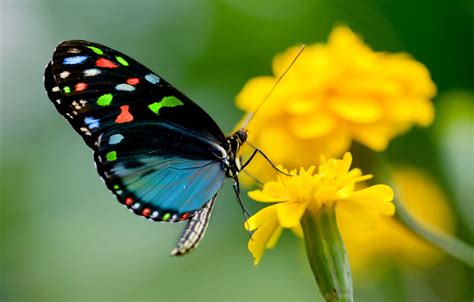 Butterfly Wallpaper 70 Images