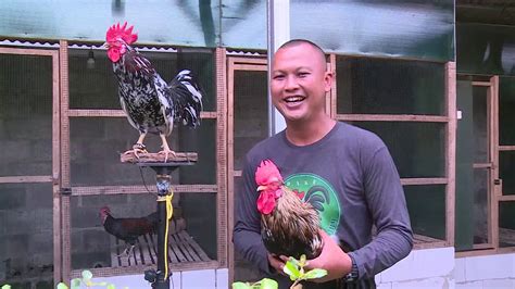 Ayam Ketawa Yang Sering Disebut Juga Laughing Chicken Youtube