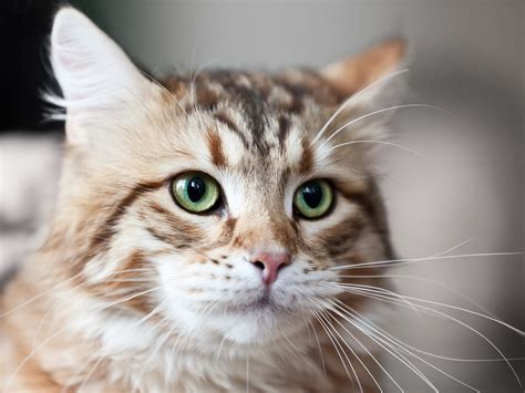 Whiskers are highly sensitive tactile hairs that grow in patterns on a cat's muzzle, above its eyes and elsewhere on its body, like the ears, jaw and forelegs. bigstock-Cat-Animal-31269347 - 4 Pattes Activités