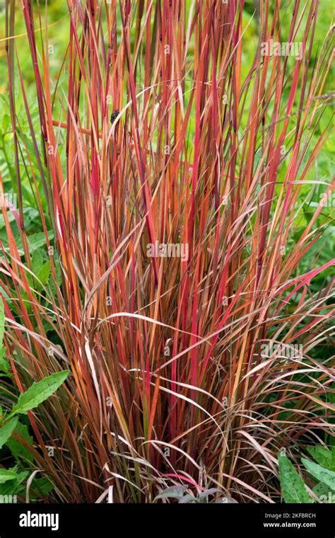 Red Stems Grass Leaves Little Bluestem Schizachyrium Scoparium