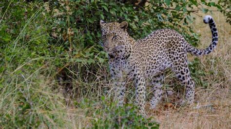 Leopard In Kruger National Park South Africa Stock Photo Image Of