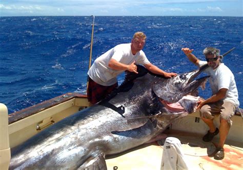 The Odd Story Of How A NOAA Scientist Calculated A Giant Marlin S Age
