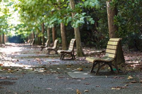 Urban Park With Green Trees And Wooden Benches Park Alley Stock Image