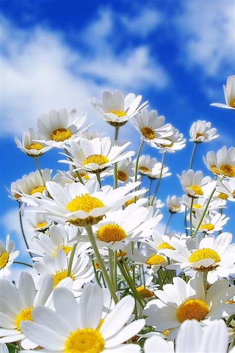 Free Download 640x960 Spring Daisy Iphone 4 Wallpaper 640x960 For