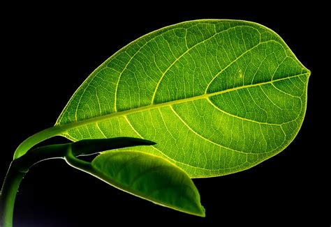 Green Flat Oblong Leaf Plant On Close Up Photography · Free Stock Photo