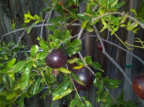 Growing Black Pomegranate Fruit Trees Forum At Permies