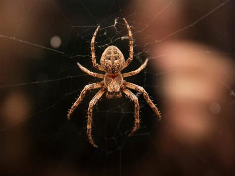 7 Common House Spiders In Florida Homes Lawn Care Extraordinaire