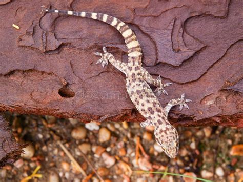 Mediterranean House Gecko Hemidactylus Turcicus Stock Image Image Of