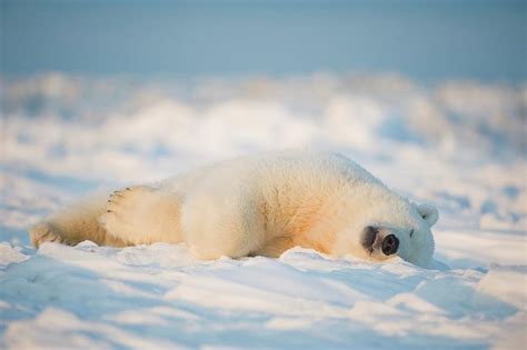 Polar Bear Cub Ursus Maritimus Photograph By Steven Kazlowski Pixels