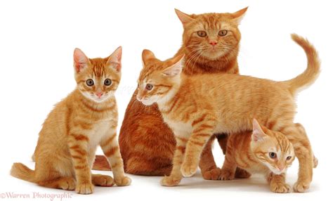 Ginger Cat And Kittens Photo Wp01517