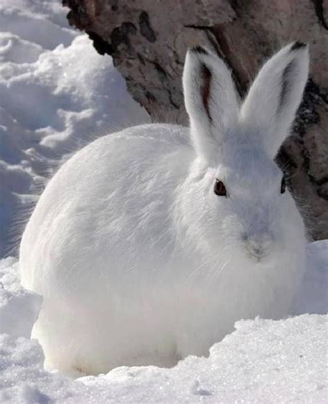 67 Best Images About Arctic Hare On Pinterest Canada High Five And