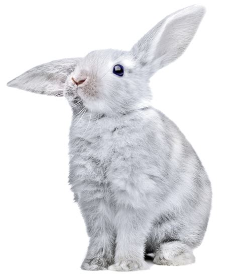 Rabbit Png Images Free Png Rabbit Pictures Download Rabbit Pictures
