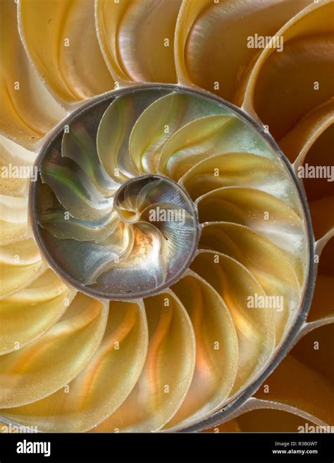 Chambered Nautilus Shell Pattern Nautilus Belauensis Stock Photo Alamy