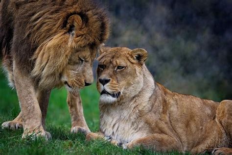 Leões O Majestoso Rei Da Savana Mundo Do Animal