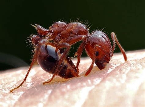 Red Imported Fire Ant Center For Invasive Species Research