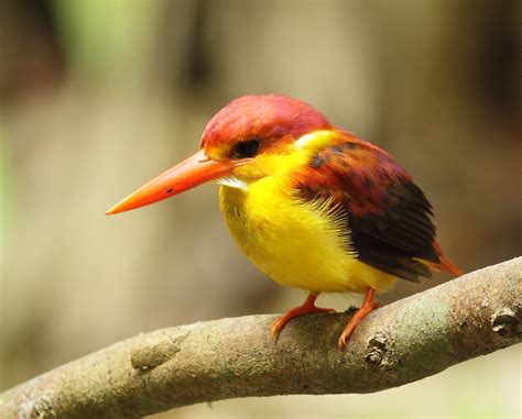 South East Asia Birds Malaysia Birds Paradise Oriental Dwarf Kingfisher