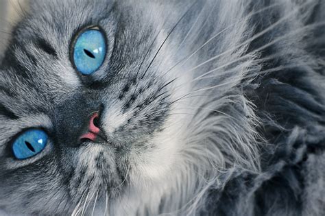 36 Persian Cat Grey Colour Blue Eyes Furry Kittens
