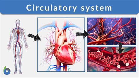 Circulatory System Definition And Examples Biology Online Dictionary