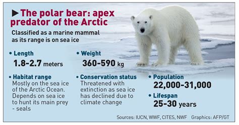 Climate Change On Track To Wipe Out Polar Bears Within 80