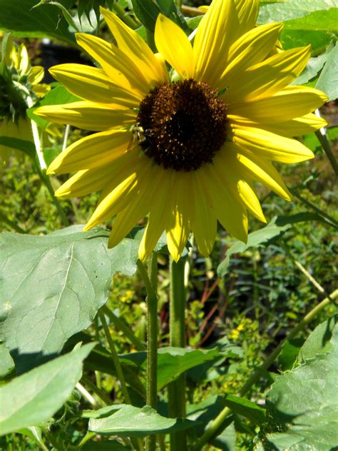 Sunflower That Grew From What Fell From The Birdfeeders Above It