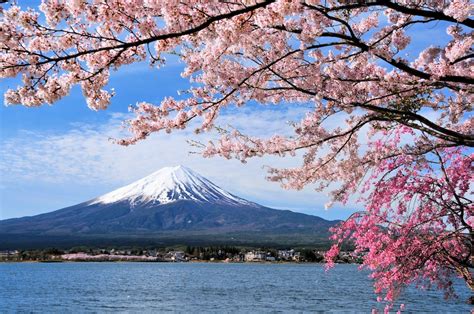 Its flowers are nearly pure white, tinged with the palest pink, especially near the stem. 5 Tips for Cherry Blossom Season - A Different Side of Japan
