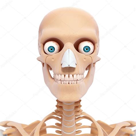 Human Skeleton Of Head With Eyesteeth — Stock Photo © Pixologic 22677843