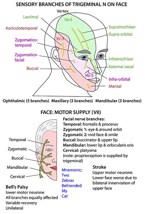 Head And Neck Nerves Cranial VII Supplying Face Nerve Anatomy Facial Nerve Human