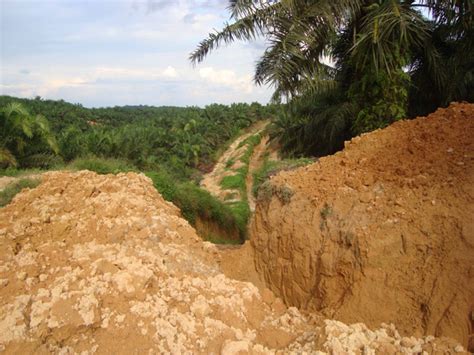 Listen surah zukhruf audio mp3 al quran on islamicfinder. Perusahaan Kelapa Sawit Asiatic Persada Usir Paksa Suku ...