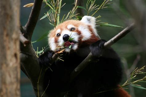 Red Panda Snacking One Of Dublin Zoos Fantastic Red Panda Flickr