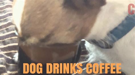 Dog Drinks My Coffee Youtube