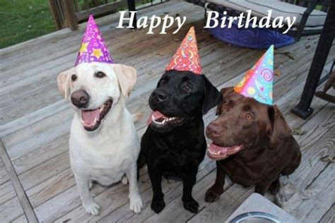 Happy Birthday Wishes With Lab Dogs Funny Happy Birthday Dog Dog
