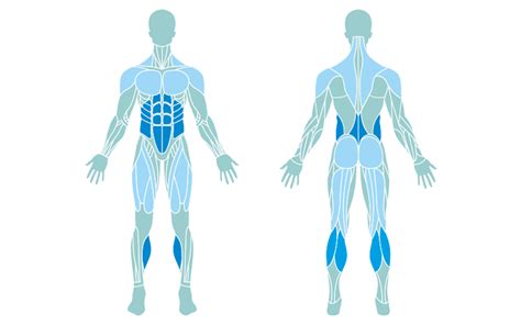 There are over 630 muscles in the human body; Arm Muscles Map - Human Anatomy Map Sistem Otot Anatomi Manusia Anatomi / Adduction and flexion ...